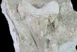 Otodus Shark Tooth Fossil in Rock with Geode - Eocene #87348-1